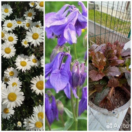 Ромашка садовая