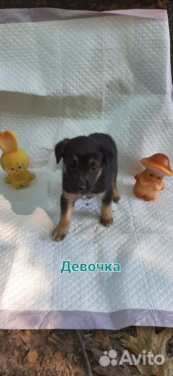 Щенок в добрые руки