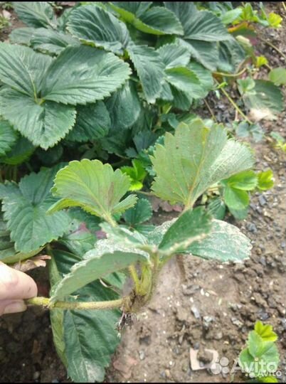 Клер воздушка