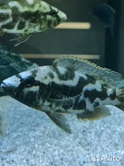 Живая рыба