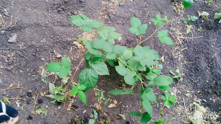 Саженцы ежевики