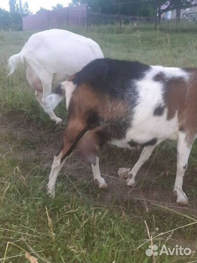 Козы дойные