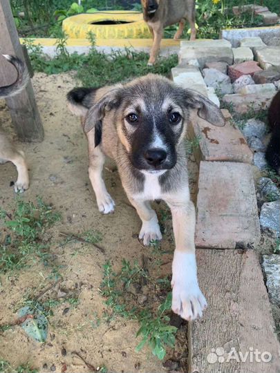 Щенки-мальчики в добрые руки