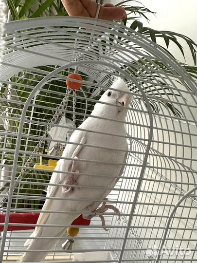 Попугай Гоша (корелла)