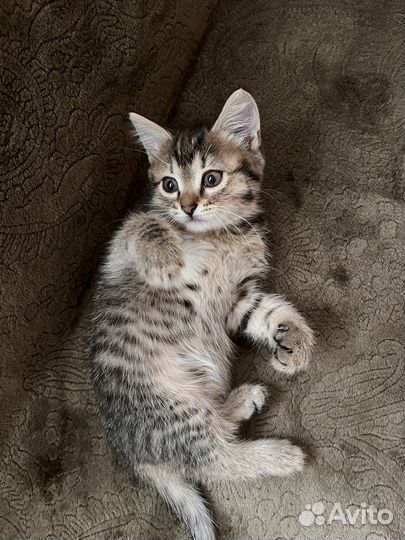 Милашка ищет хозяев