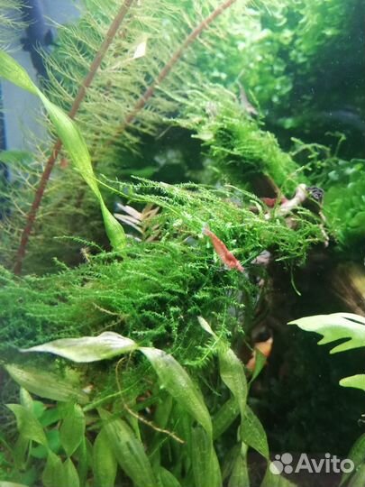 Аквариумные растения
