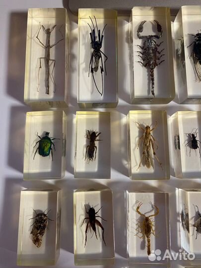 Насекомые в стекле