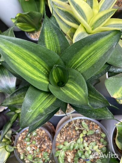 Сансевиерии редкие 3