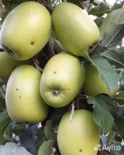 Яблоня Синап белый