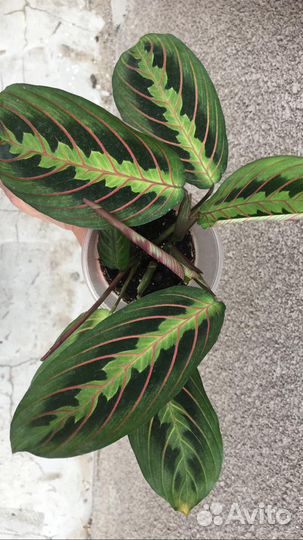 Маранта триколор