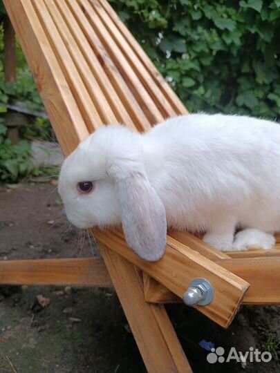 Вислоухие мини крольчата