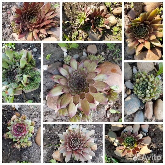 Молодило и почвопокровники