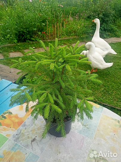 Ель сибирская