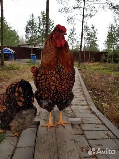 Инкубационное яйцо Виандот