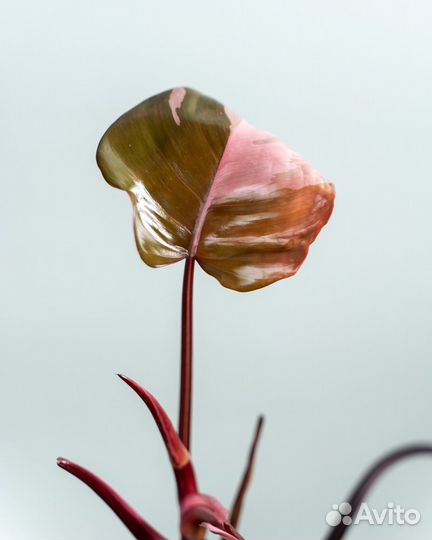 Филодендрон розовая принцесса