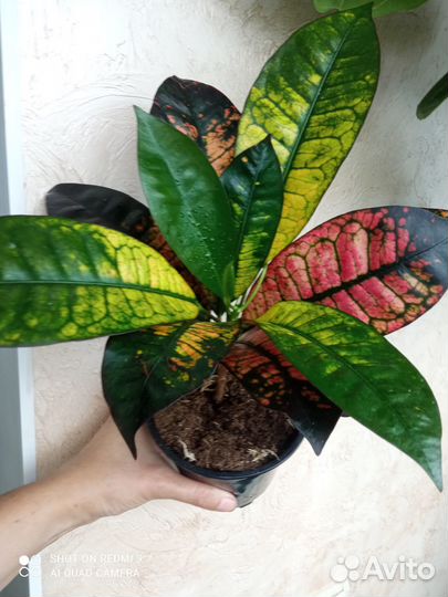 Кротон Миссис Айстон