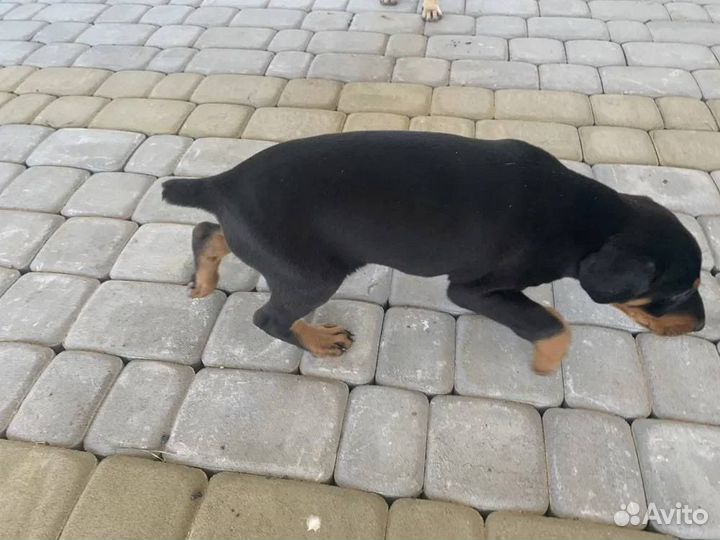 Щенки добермана