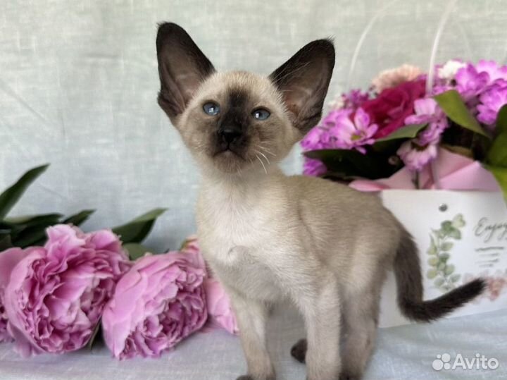 Ориентальные котята