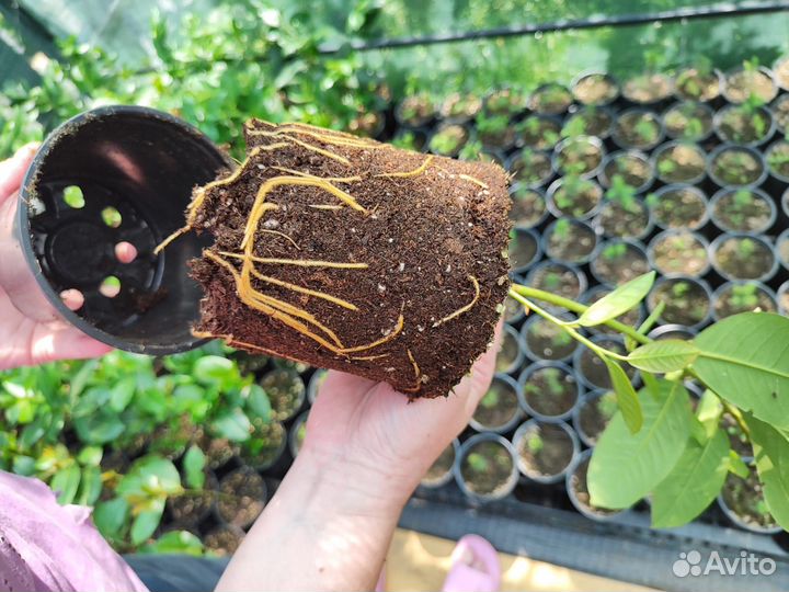 Лавровишня лекарственная - живая изгородь