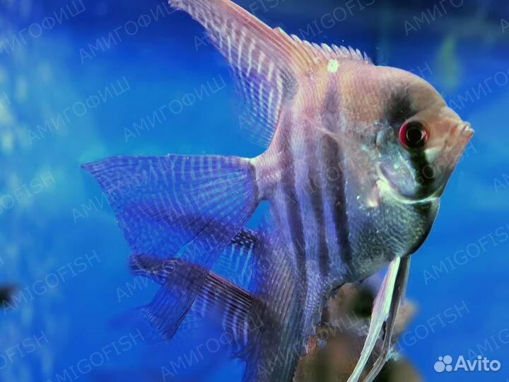 Скалярия Зебря вуаль (Pterophyllum scalare)