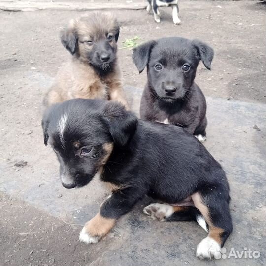 Щенки