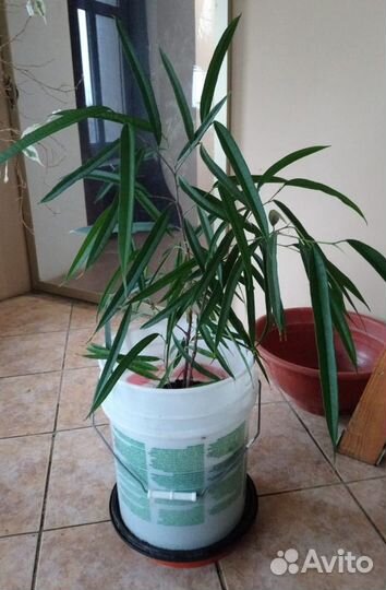 Фикус Алладина более 75см от корней