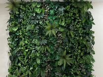 Фитостена растения на стене