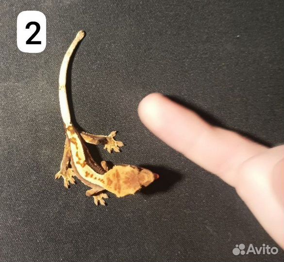 Детёныши гекконов бананоедов