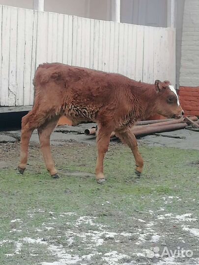 Телята бычки