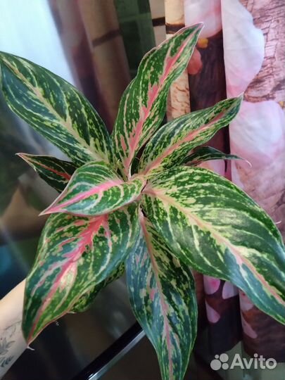 Аглаонема Батерфляй