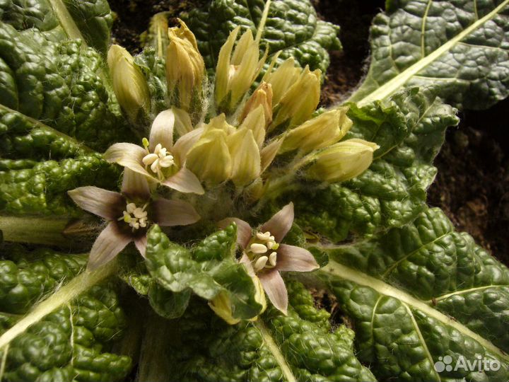 Мандрагора лекарственная семена