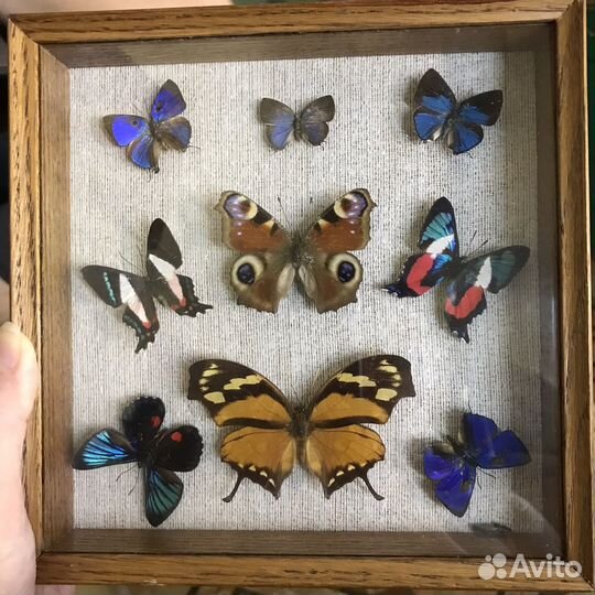 Бабочки панно