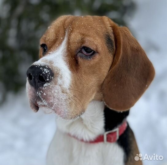 Вязка кобель бигль