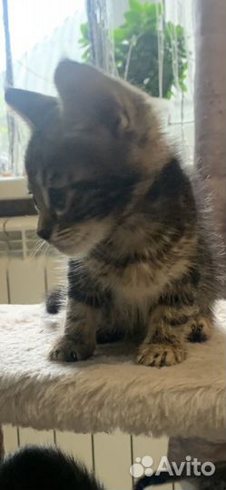 Бенгальские мраморные котята