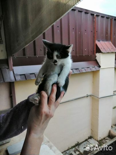 Отдаем котят
