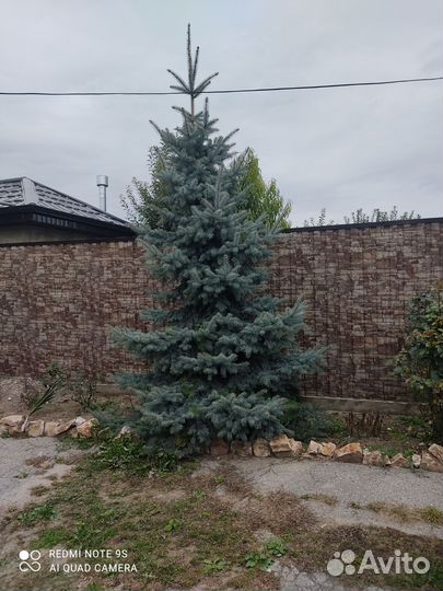 Ель голубая живая