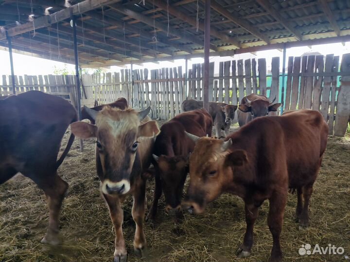 Коровы и бычки