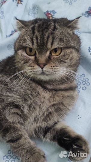 Шотландская