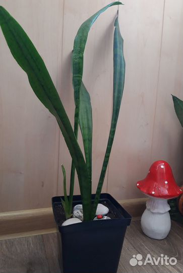 Сансевиерия Зейланика