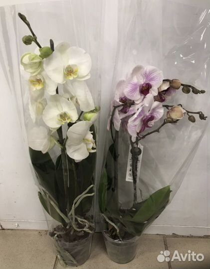 Комнатные растения