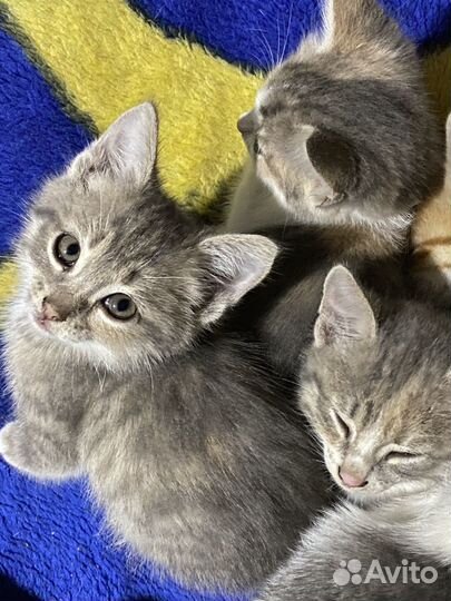 Котята в добрые руки