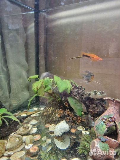Аквариум с рыбками и пр