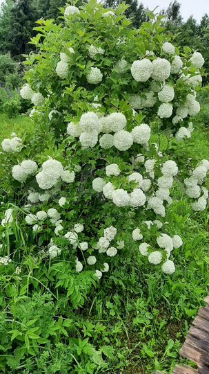 Дача 20 м² на участке 8 сот.