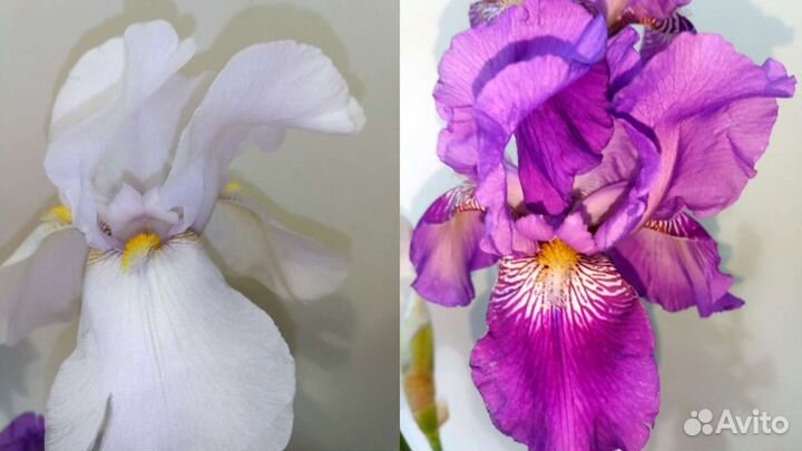 Ирис кустом - не делянкой