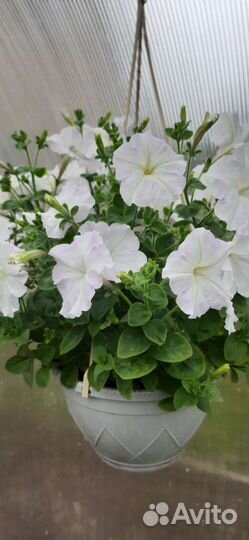 Рассада петунии