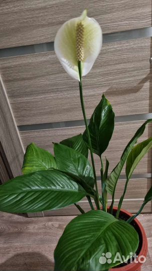 Спатифиллум