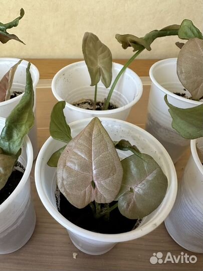 Сингониум неон пинк