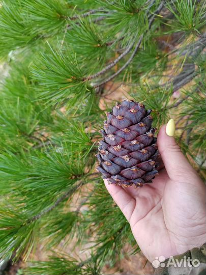 Ядро кедрового ореха