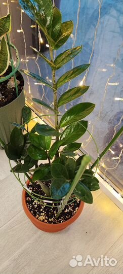 Замиокулькас