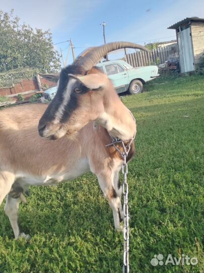 Коза дойная чешская